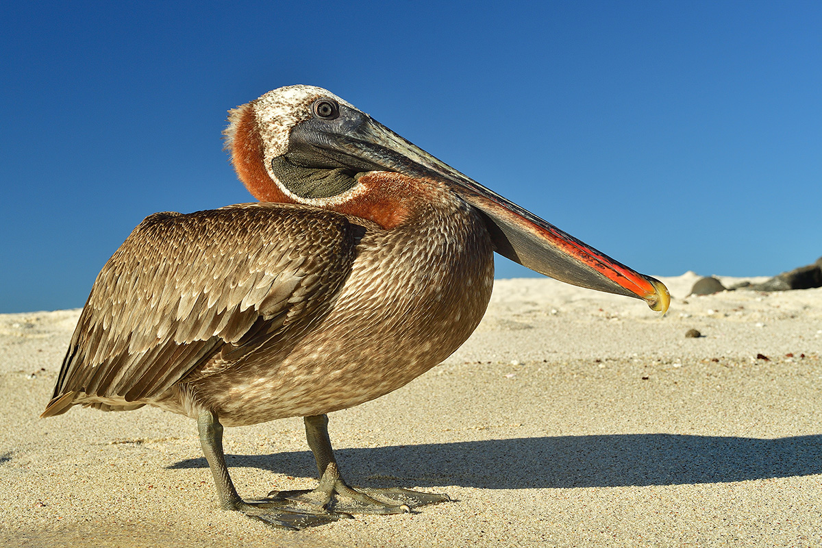 Discovering the Galapagos Islands