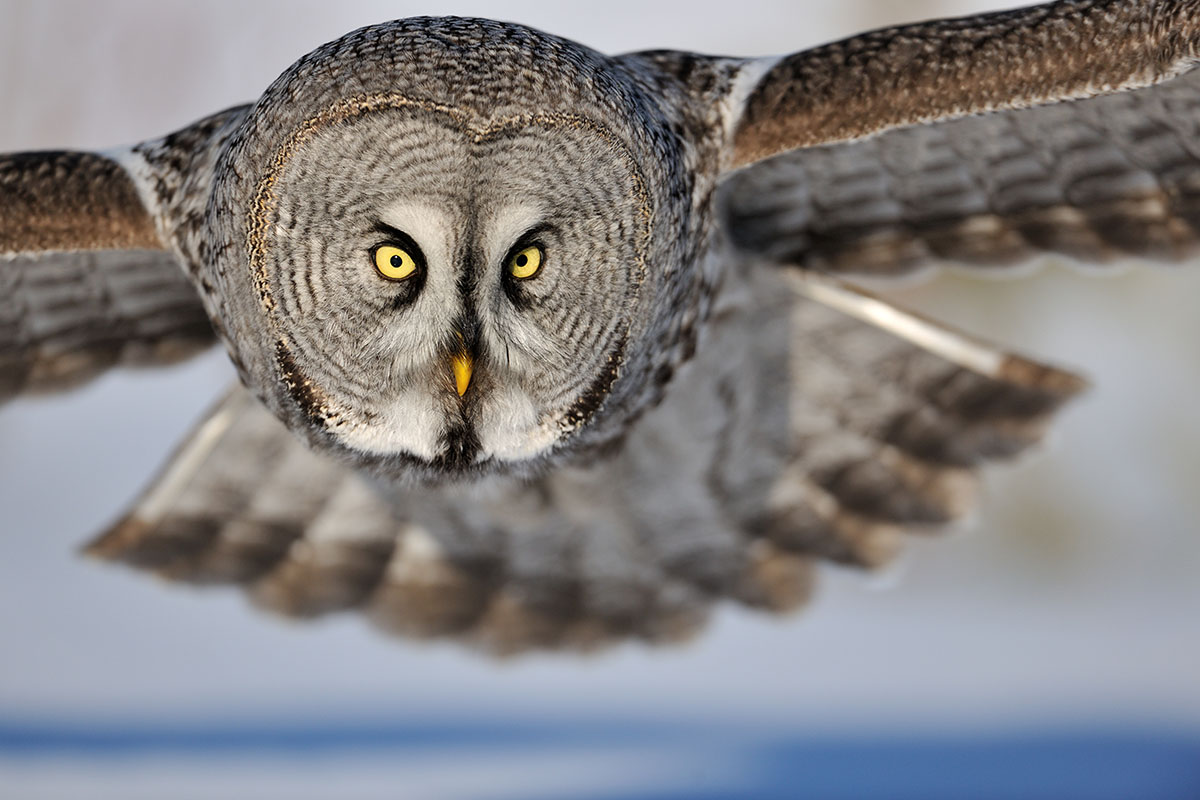 Great grey owls in Finland