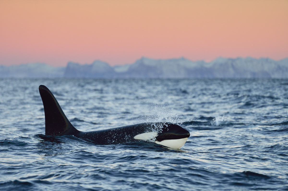 Whales in Norway