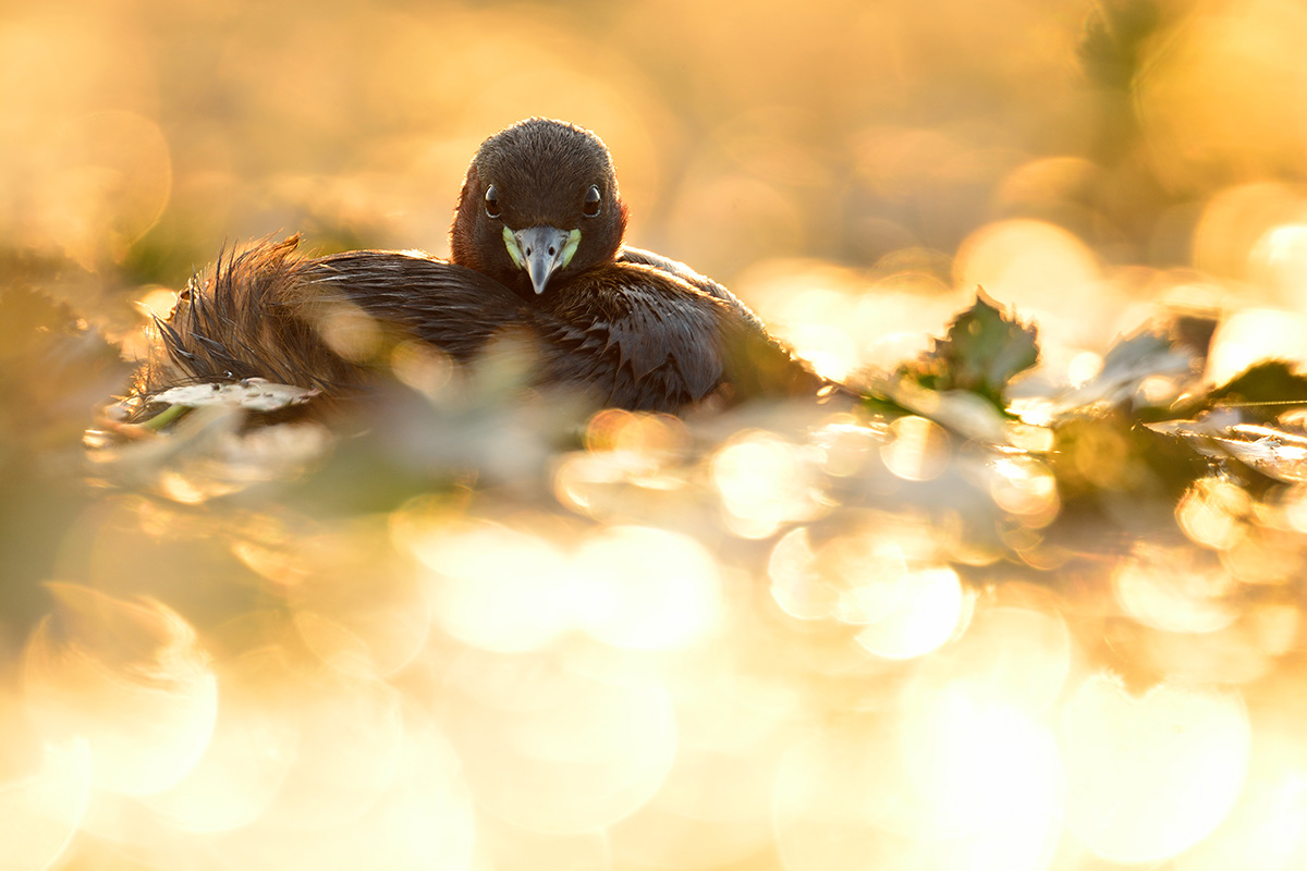 Floating hide in Les Dombes, part II