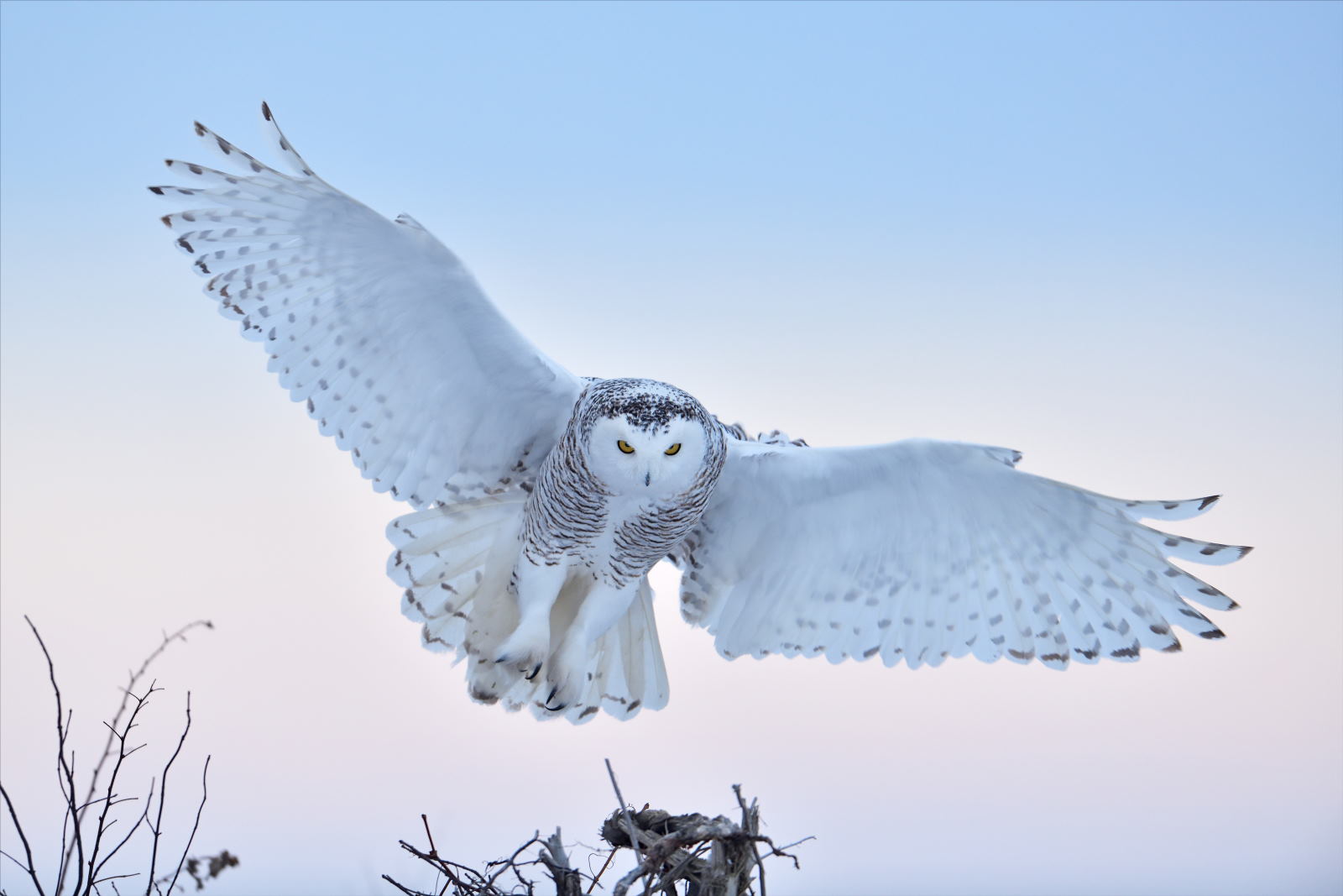 Snowy owls in Canada