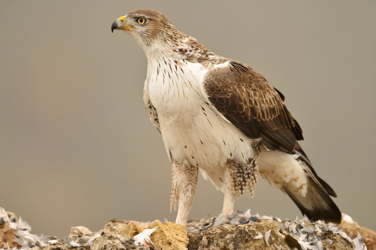 Bonelli’s eagles for Christmas please …