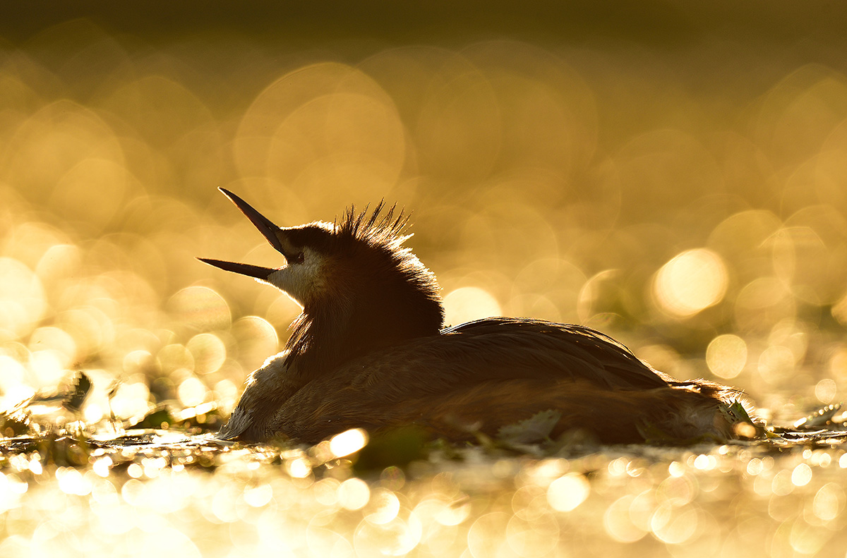 Great crested grebes – Les Dombes I