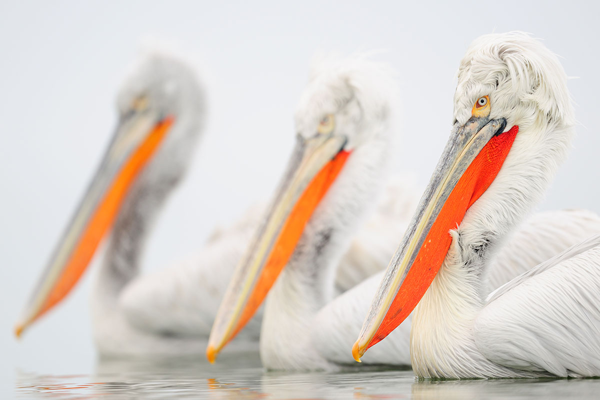 Pelicans – Bulgaria II