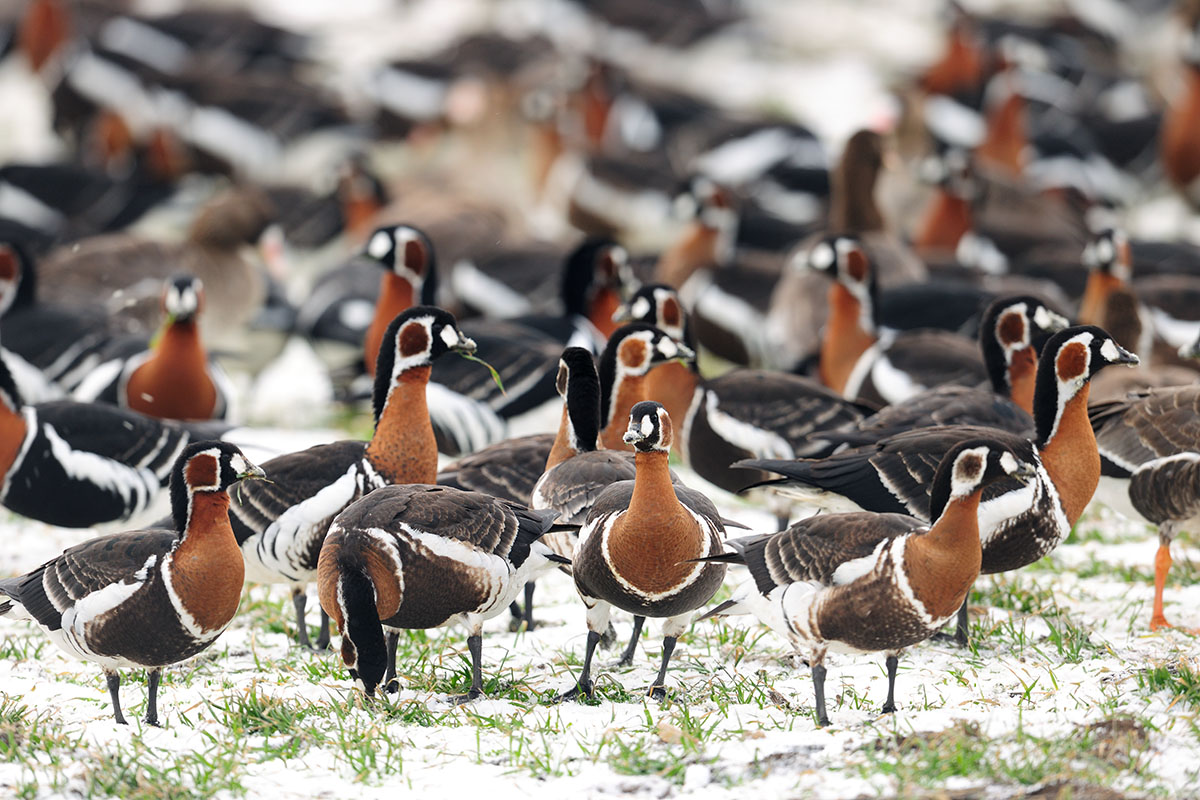 Red-breasted geese in Bulgaria – Bulgaria I