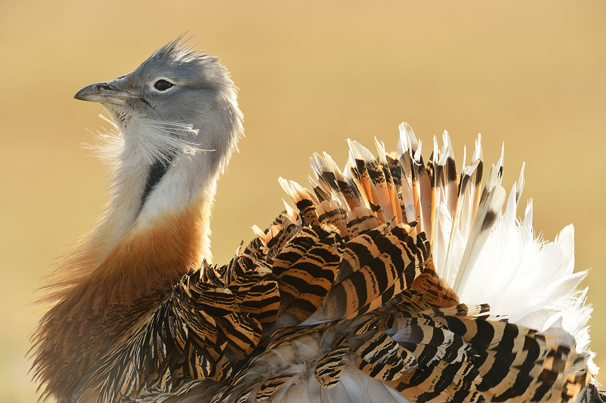 The great bustard in Portugal