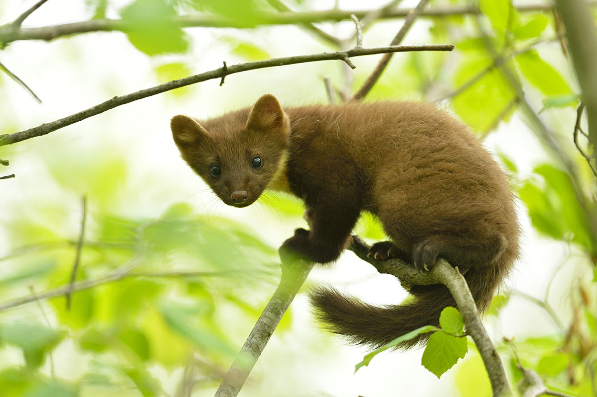 Pine marten family