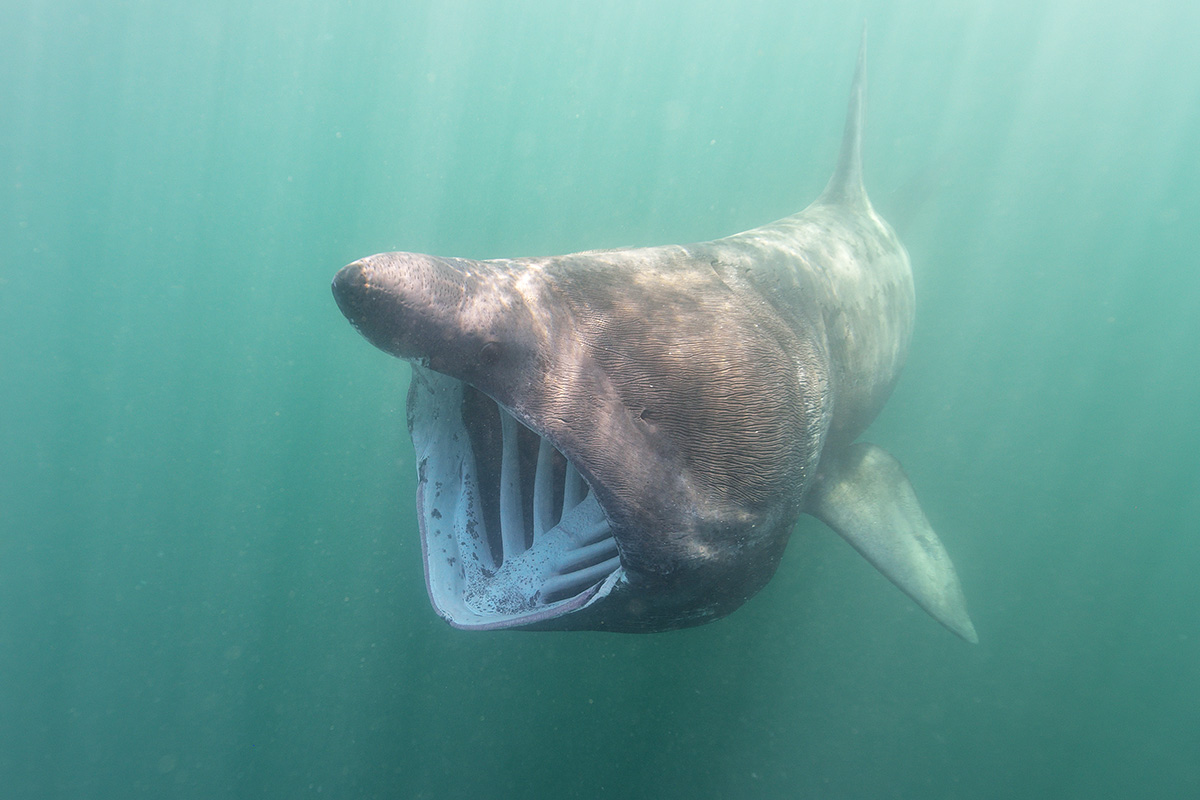 Basking sharks in Scotland