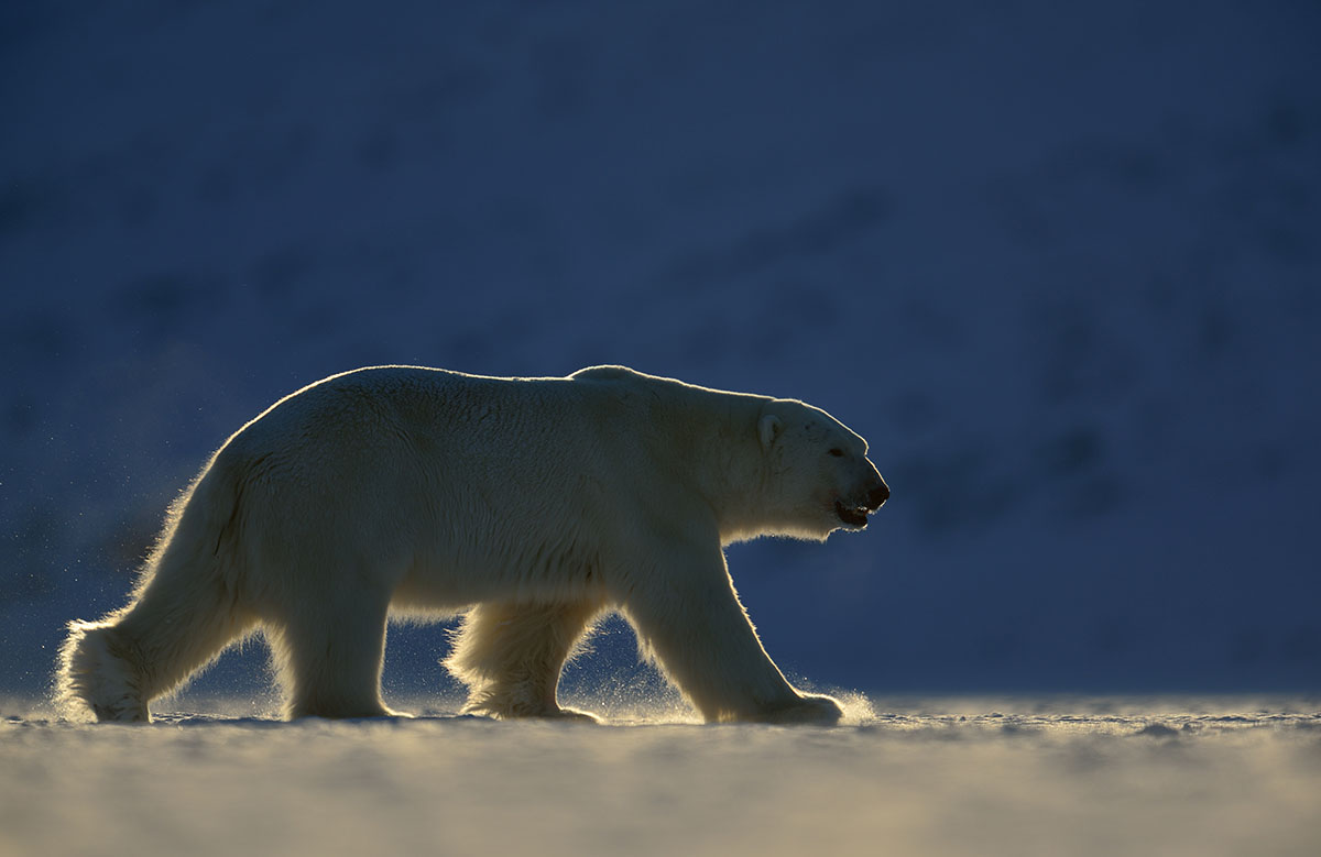 White world of Svalbard