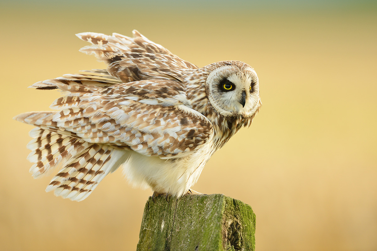 My short-eared owls