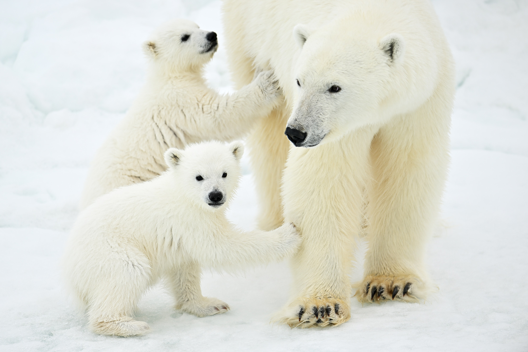 Close encounter with a Polar bear family