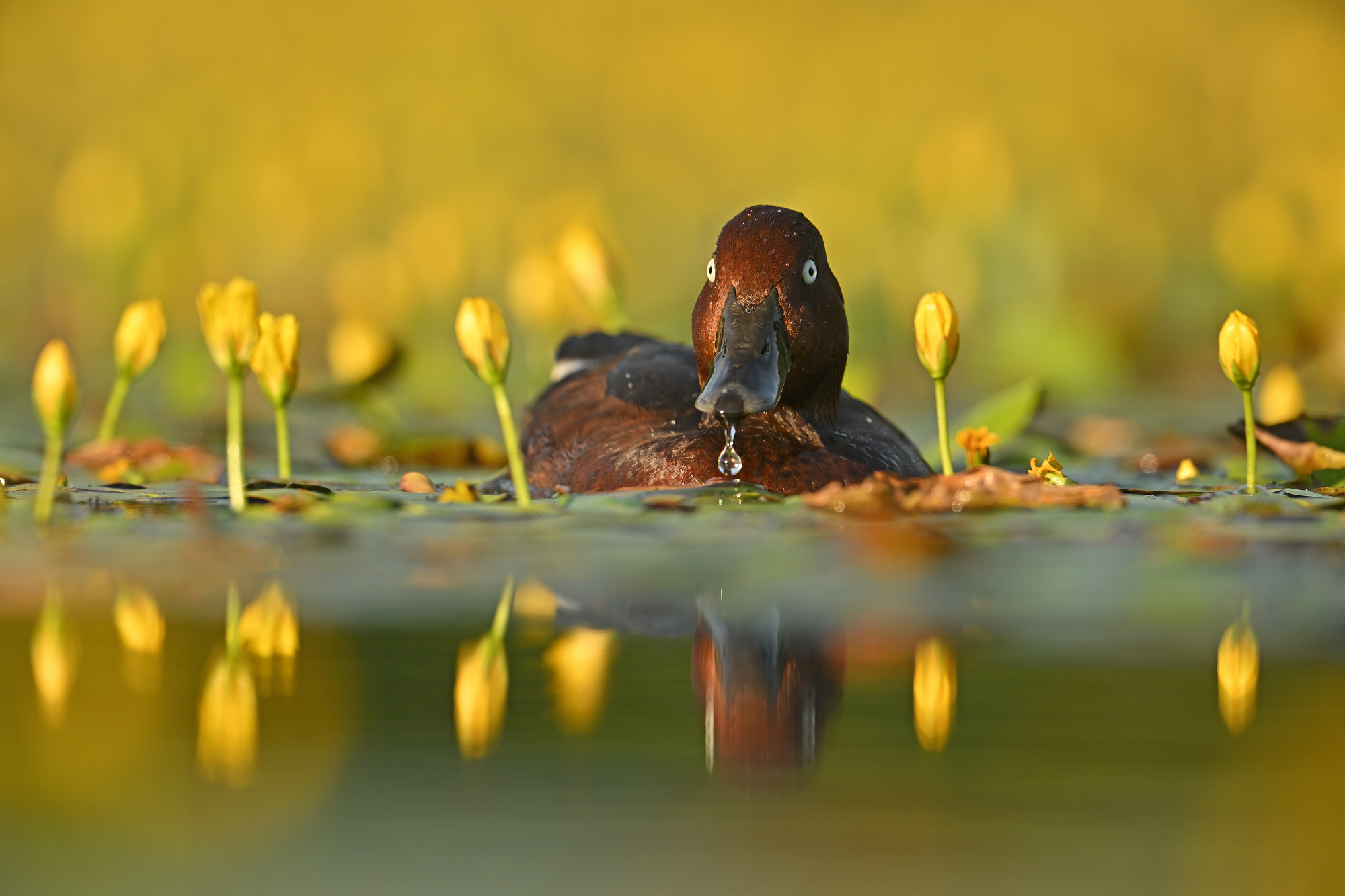 Floating hide summer trip in Slovenia