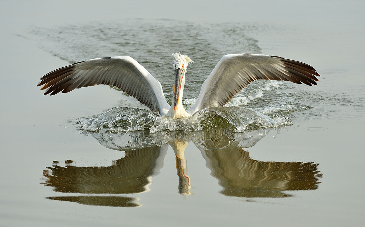 Dalmatian pelicans