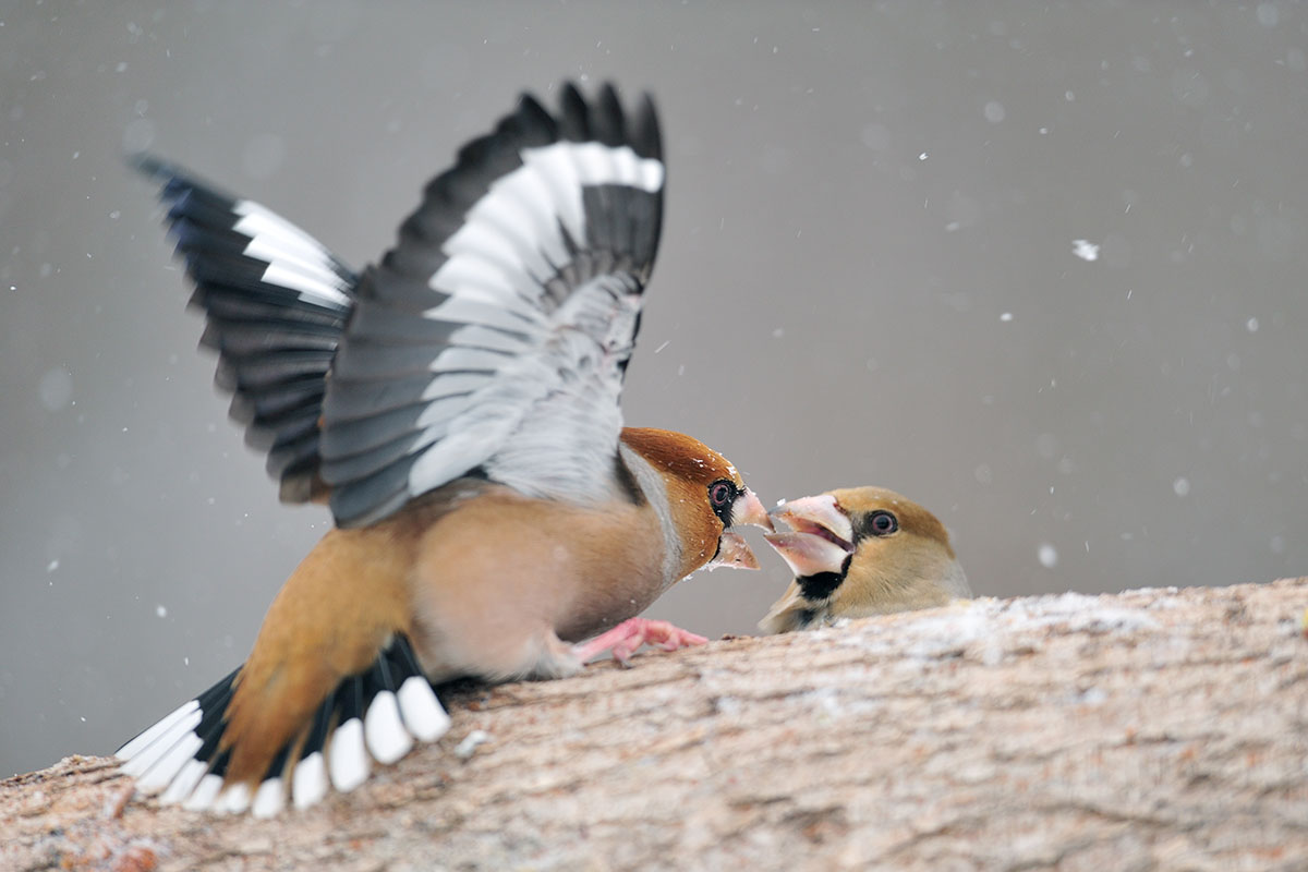 Hawfinches – Bulgaria III