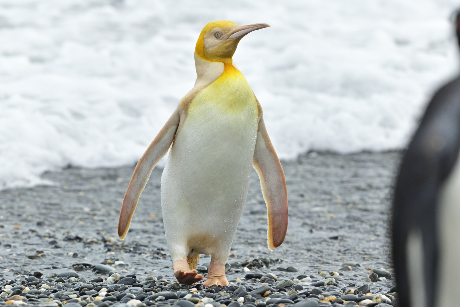 To spot or not to spot … a yellow penguin