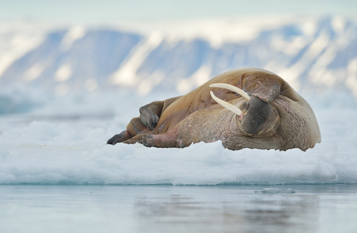 Svalbard expedition 2013