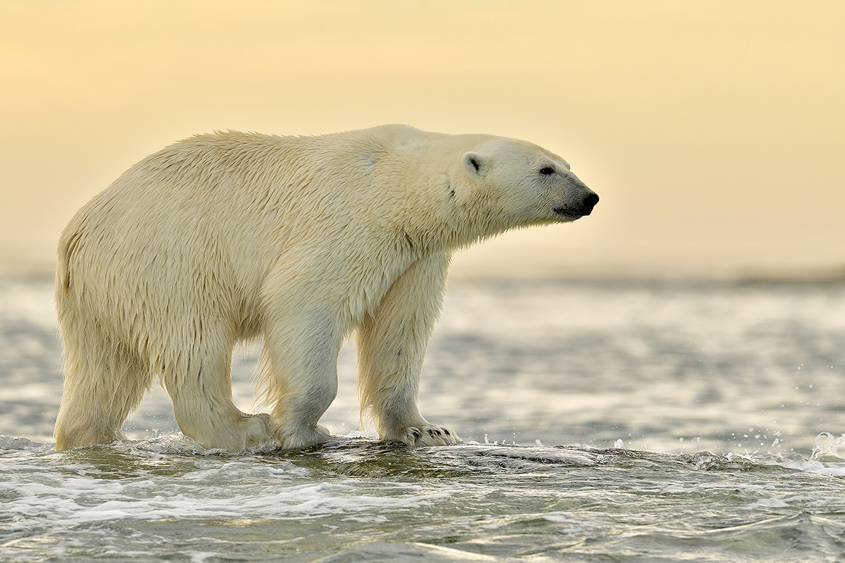 Svalbard photo expedition July 2016