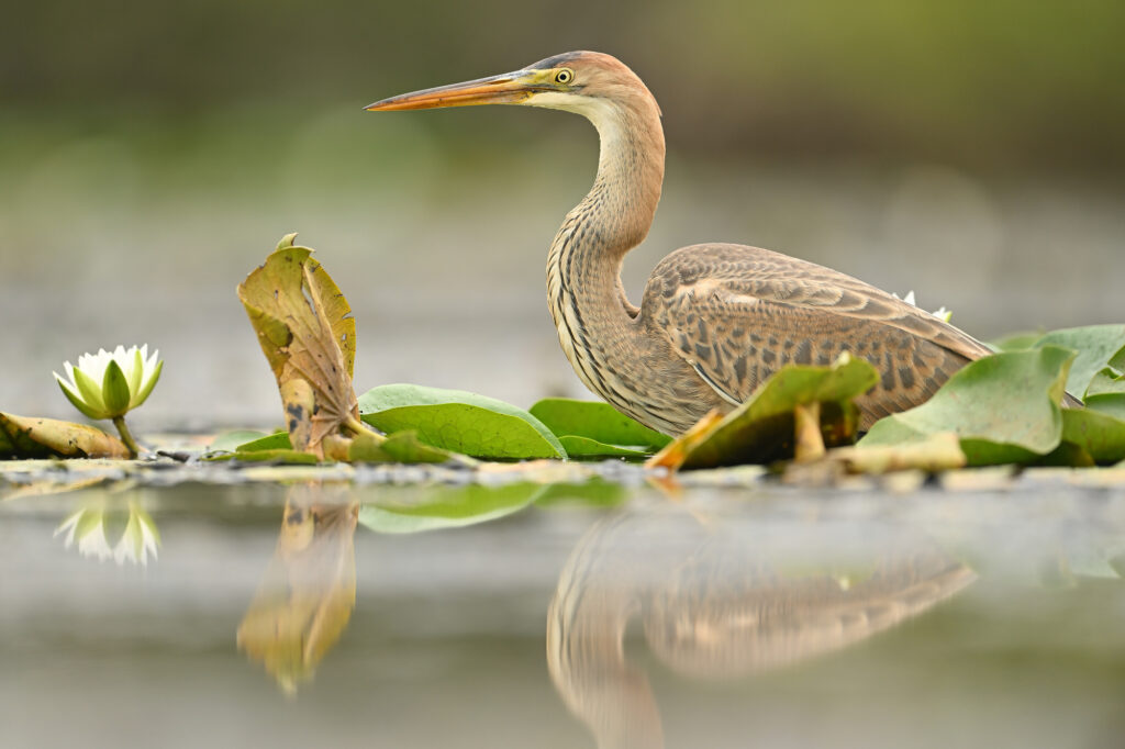 Floating Hide